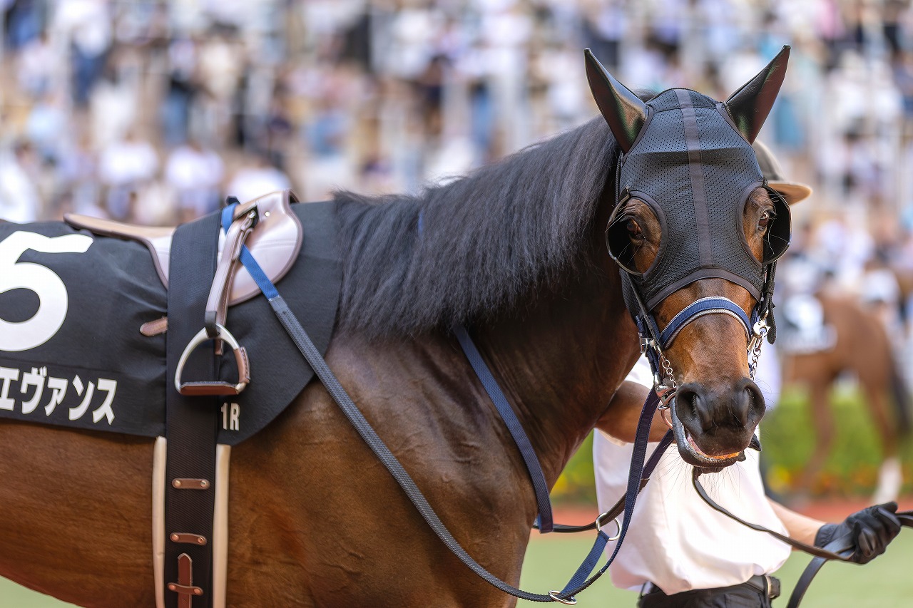 レッドエヴァンス